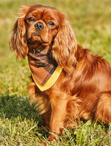 Irish Heritage Tartan Doggy Bandana - Amber Check