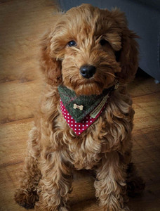 Tweed Doggy Neckerchief Bandana - Green Windowpane 1 Tweed Doggy Neckerchief Bandana - Green Windowpane